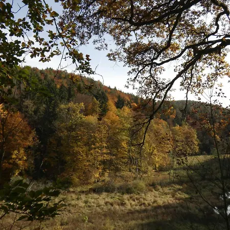 Goldener Fuchs In Moschendorf