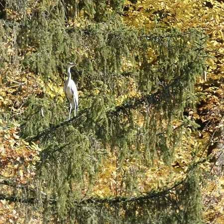 Διαμέρισμα Goldener Fuchs In Moschendorf *
