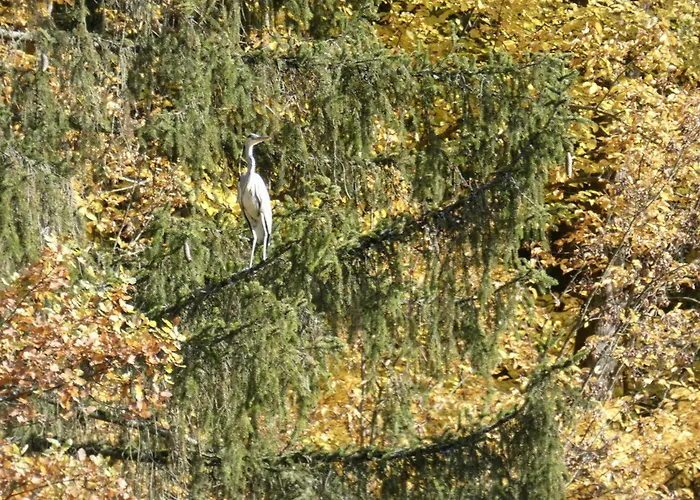 Διαμέρισμα Goldener Fuchs In Moschendorf *
