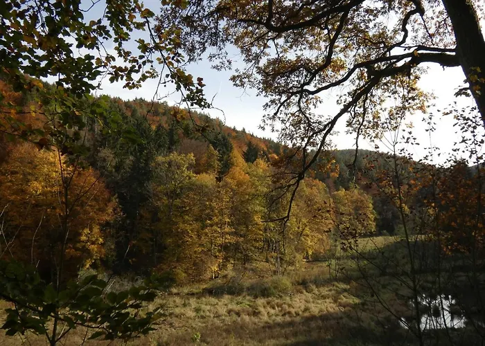 Goldener Fuchs In Moschendorf